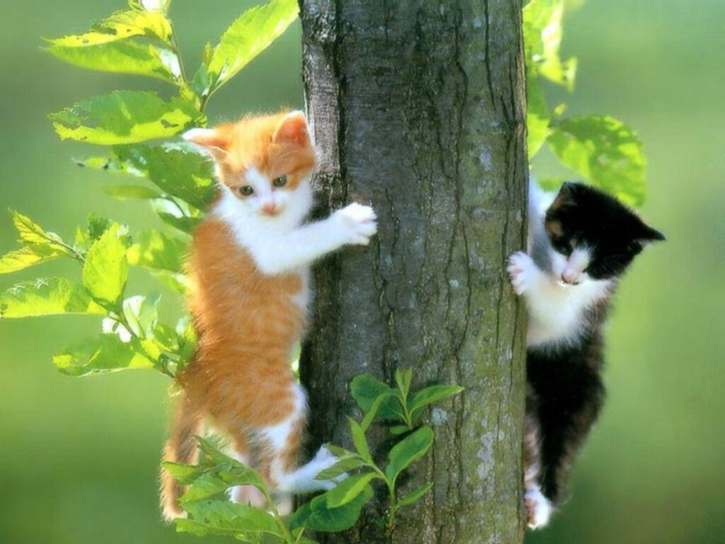 Fond d'ecran Chats dans l'arbre