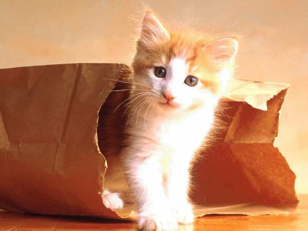 Fond d'ecran Petit chat dans papier