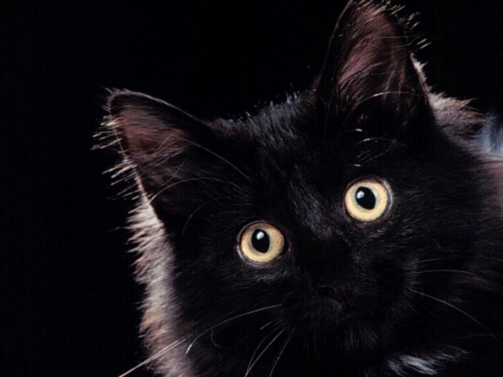 Fond d'ecran Chat noir - Wallpaper