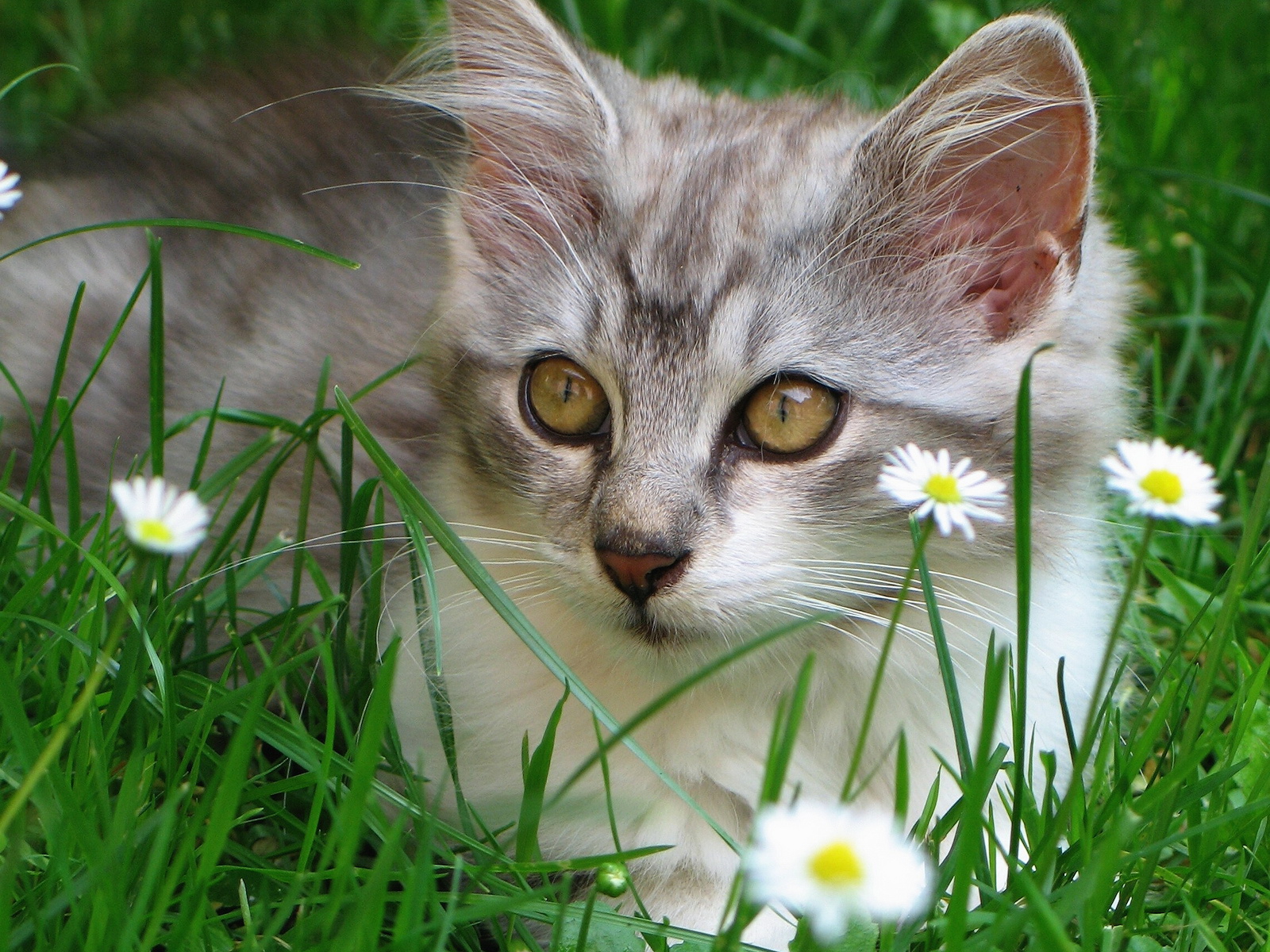 Fond d'ecran Chat dans l'herbe