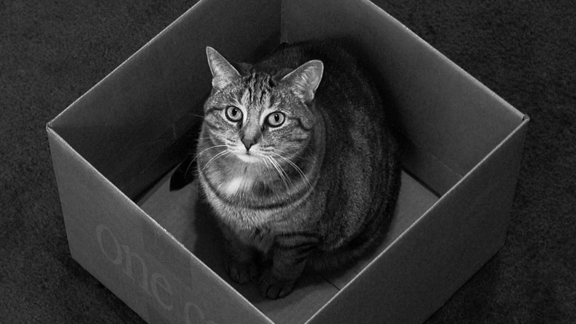 Fond d'ecran Cat in the box