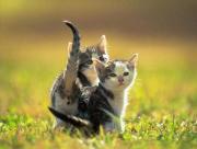 Petits chats dans l'herbe