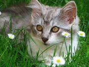 Chat dans l'herbe