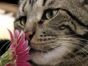 Chat sent fleur