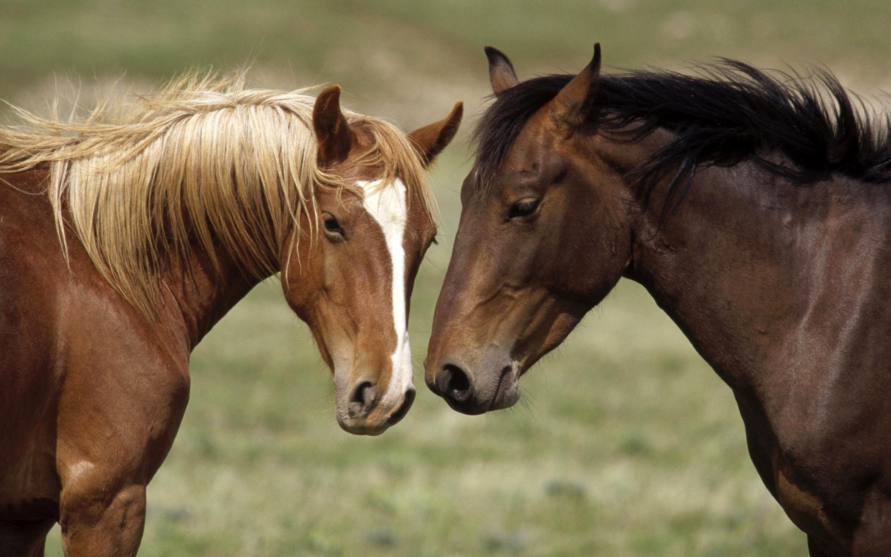 Fond d'ecran Couple de chevaux