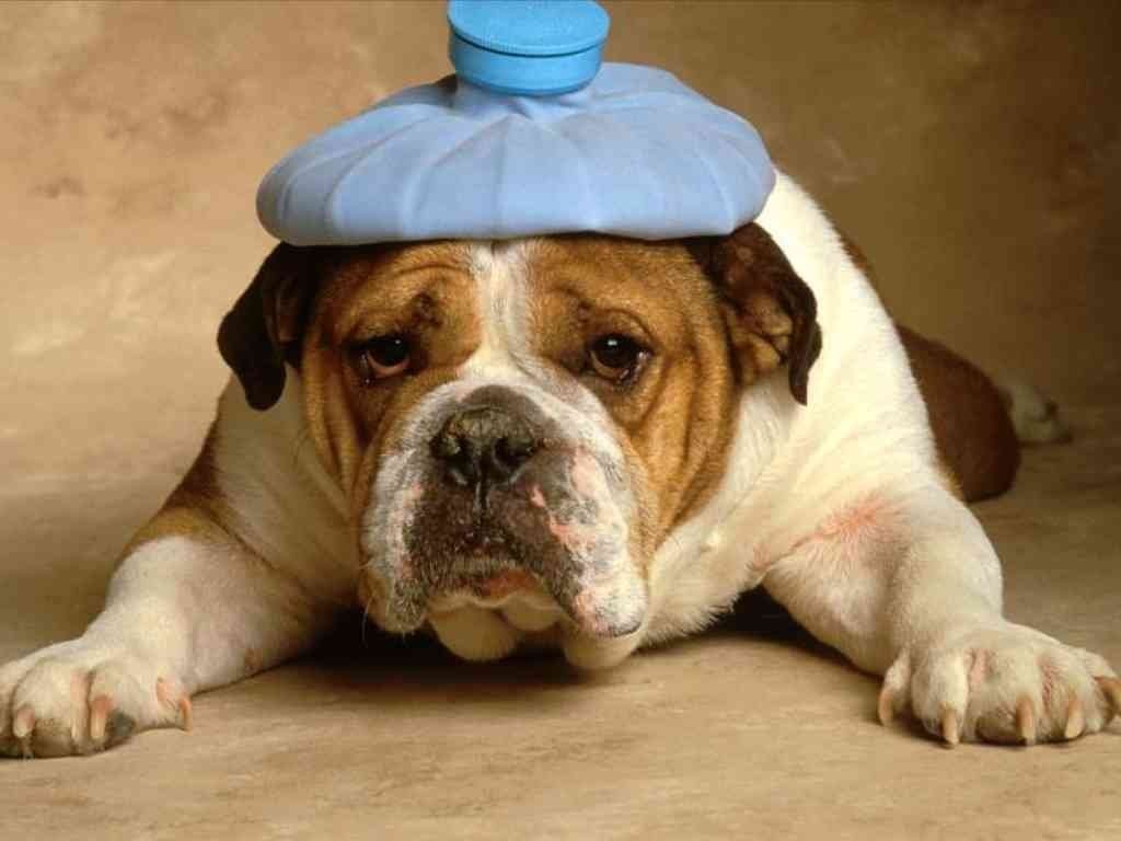 http://www.wallfizz.com/animaux/chien/3398-chien-malade-WallFizz.jpg?w=1400