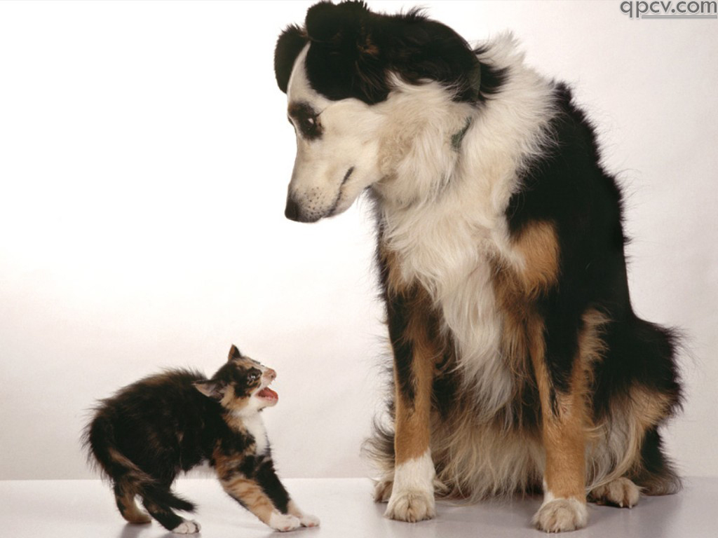 Fond d'ecran Chien et chat