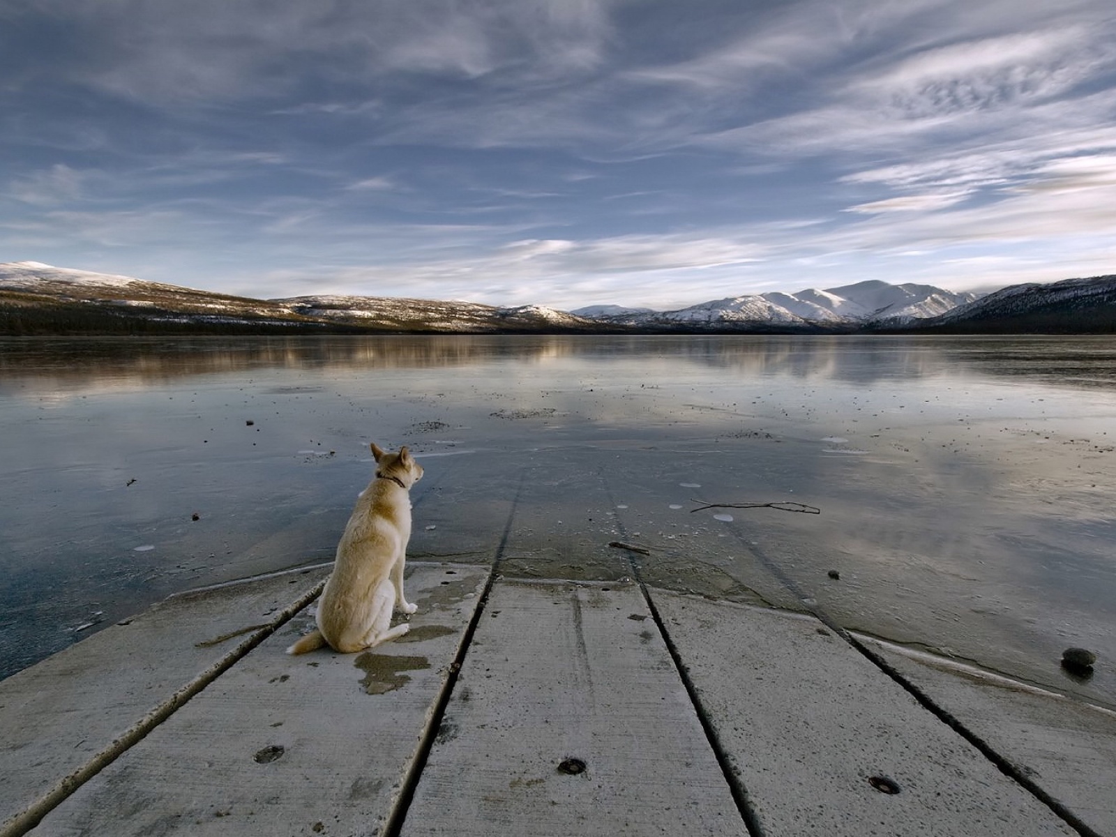 Fond d'ecran Chien et lac gel