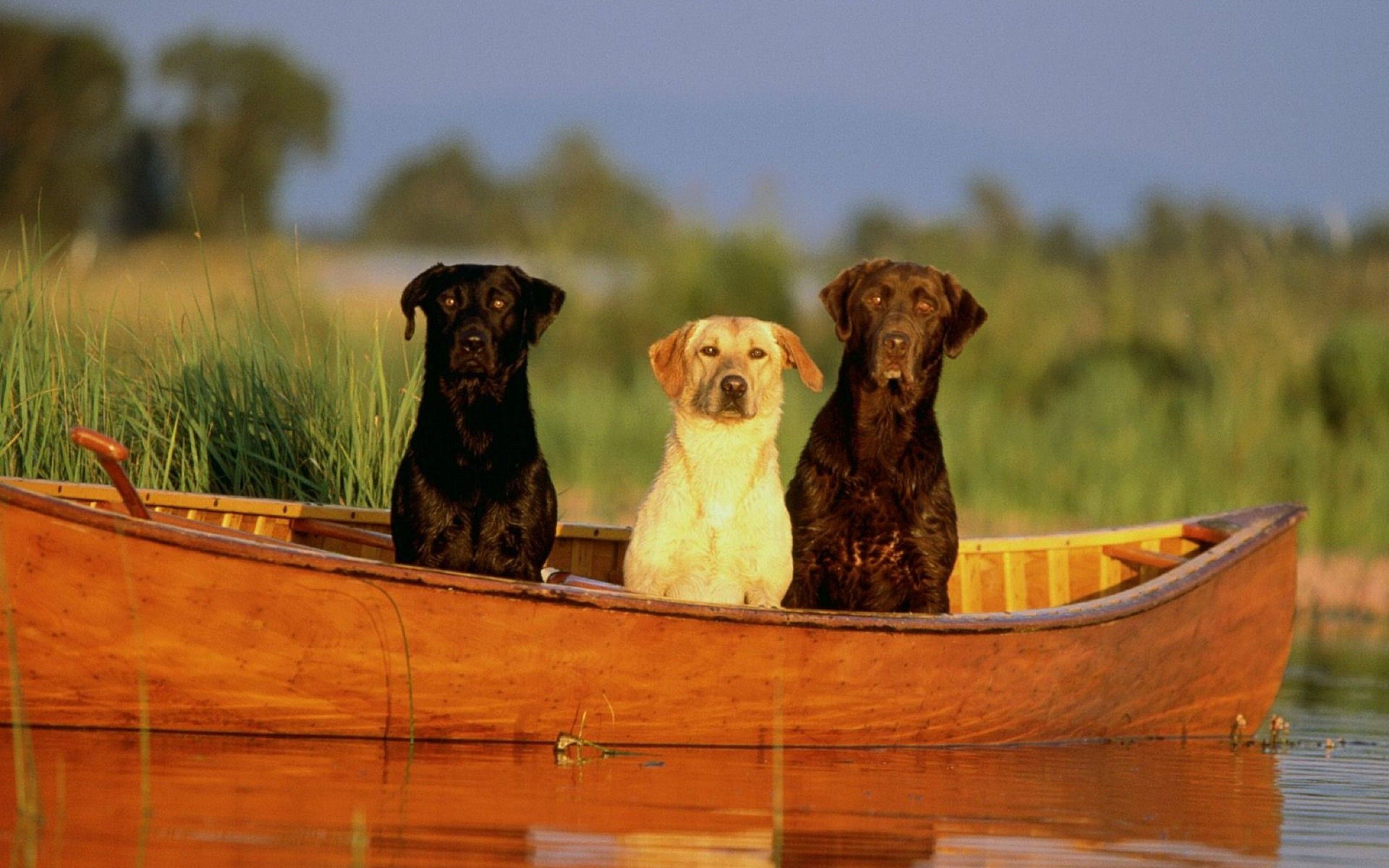 Fond d'ecran 3 chiens dans barque