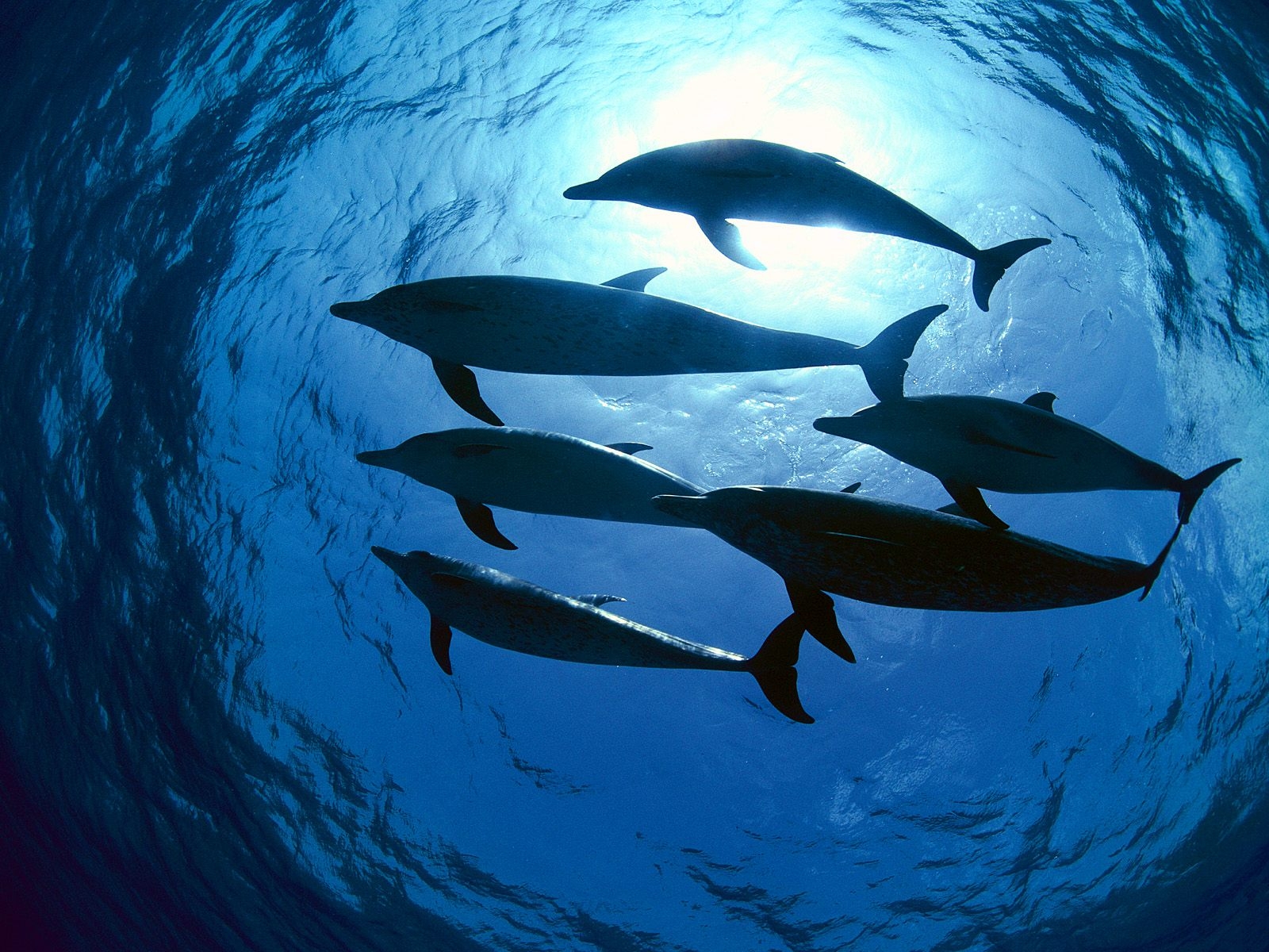 Fond d'ecran Groupe de dauphins