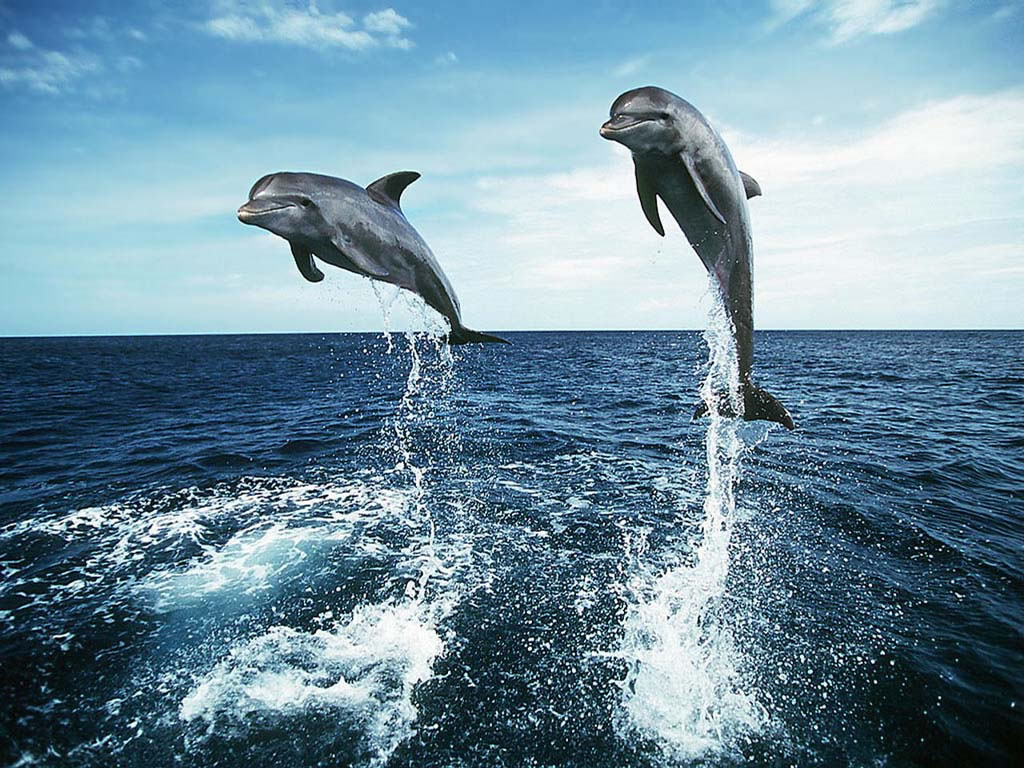 Fond d'ecran Saut de dauphins