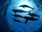 Groupe de dauphins