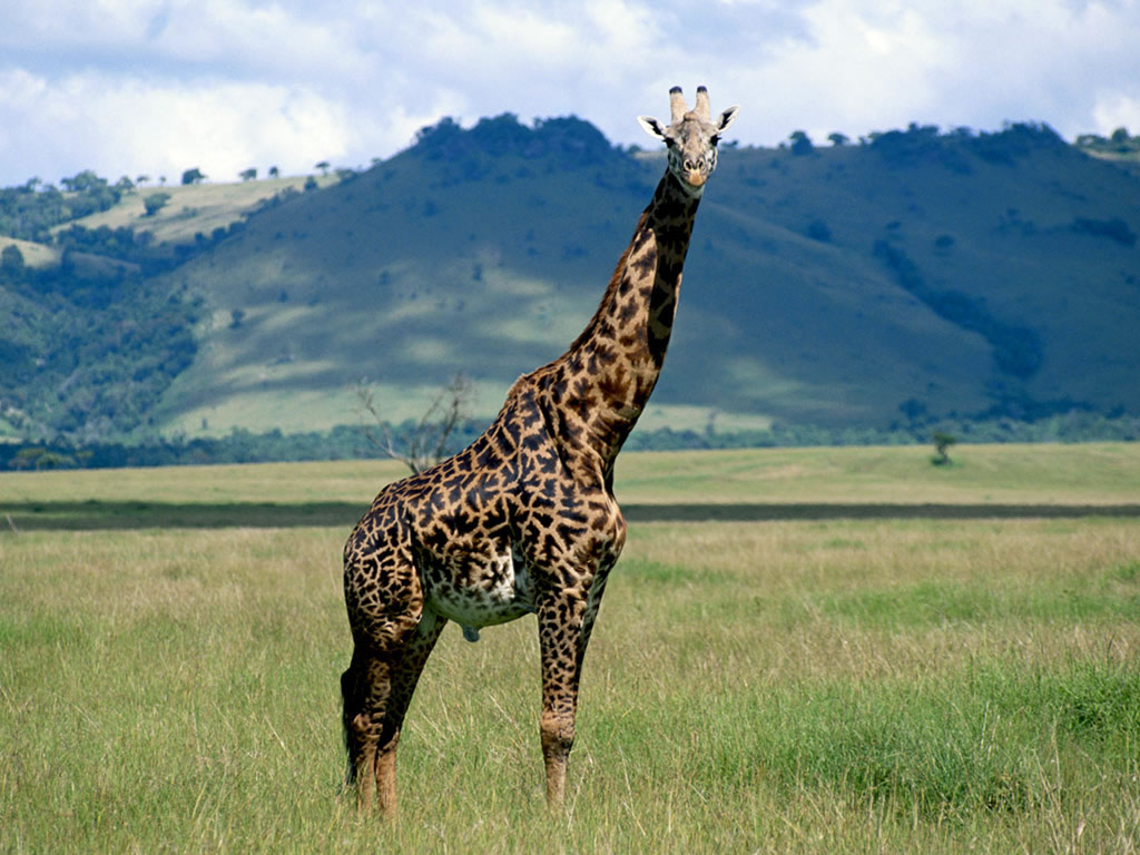 Fond d'ecran Girafe