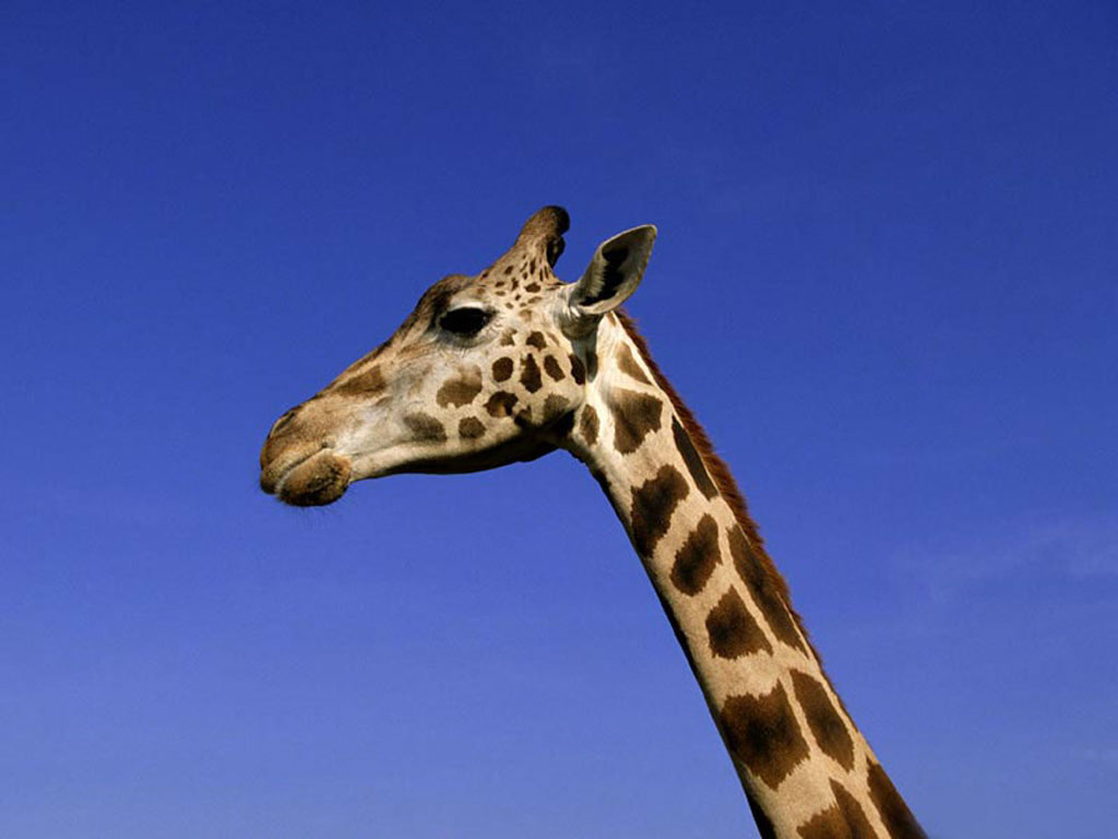 Fond d'ecran Girafe