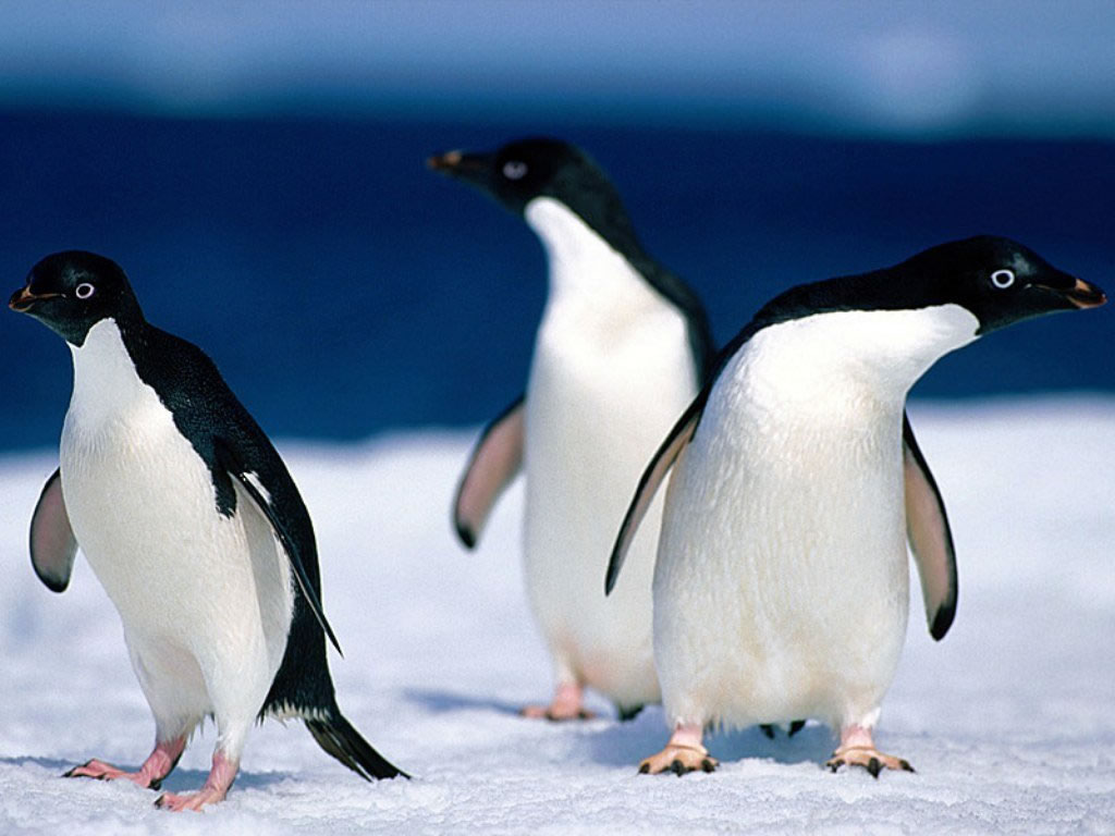 Fond d'ecran Pingouin