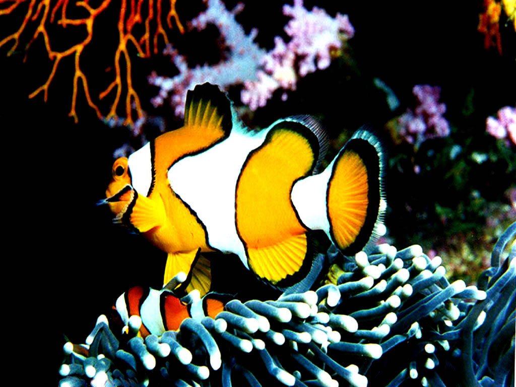 Fond d'ecran Poisson Nemo