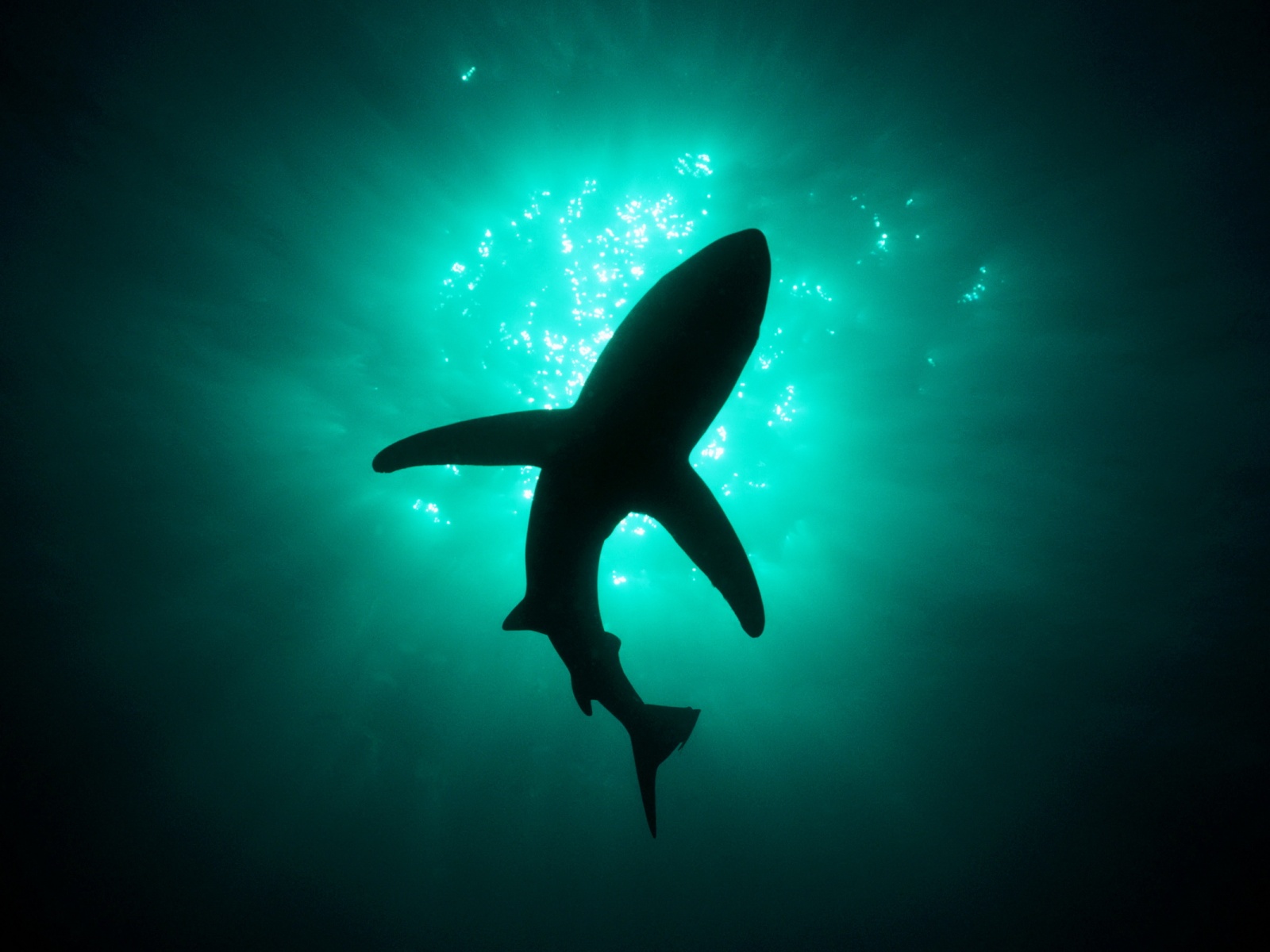 Fond d'ecran Requin monte à la surface