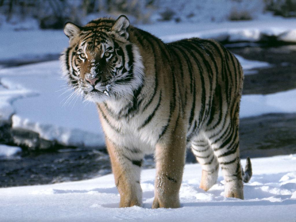 Fond decran Tigre dans la neige  Wallpaper