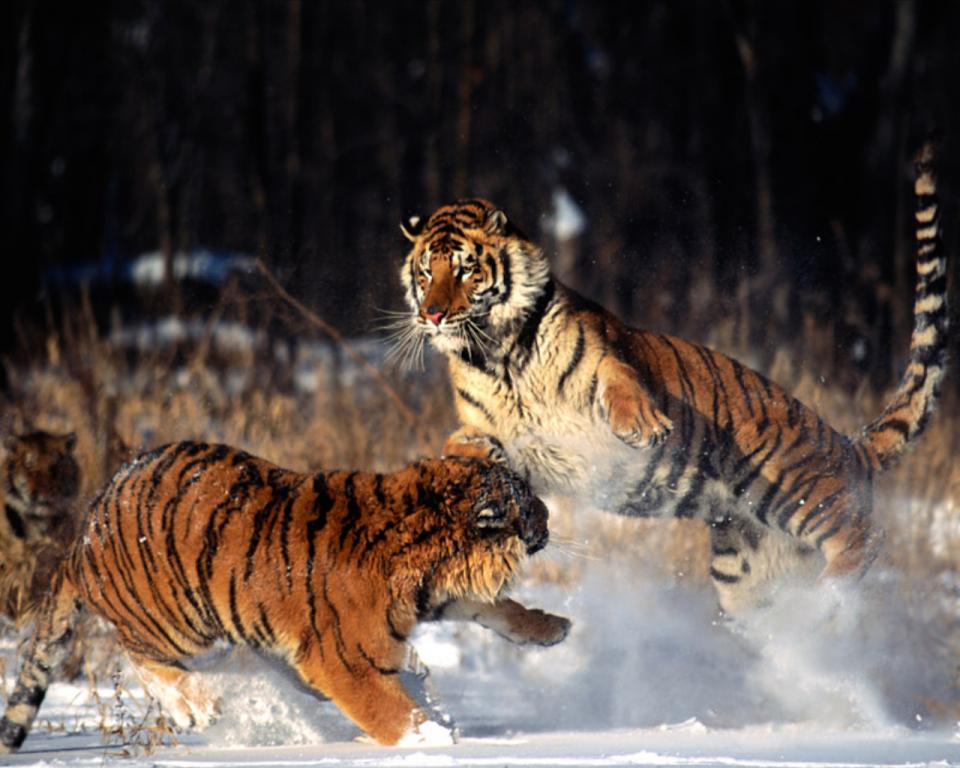 Fond d'ecran Jeu entre tigres