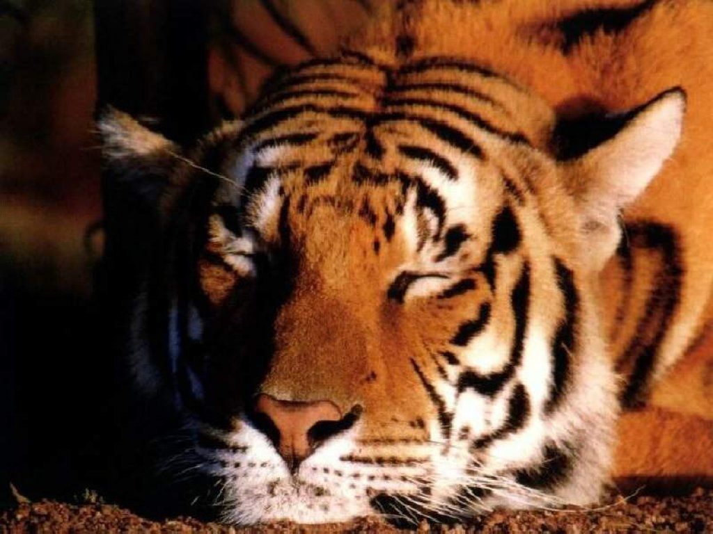 Fond d'ecran Tigre endormit