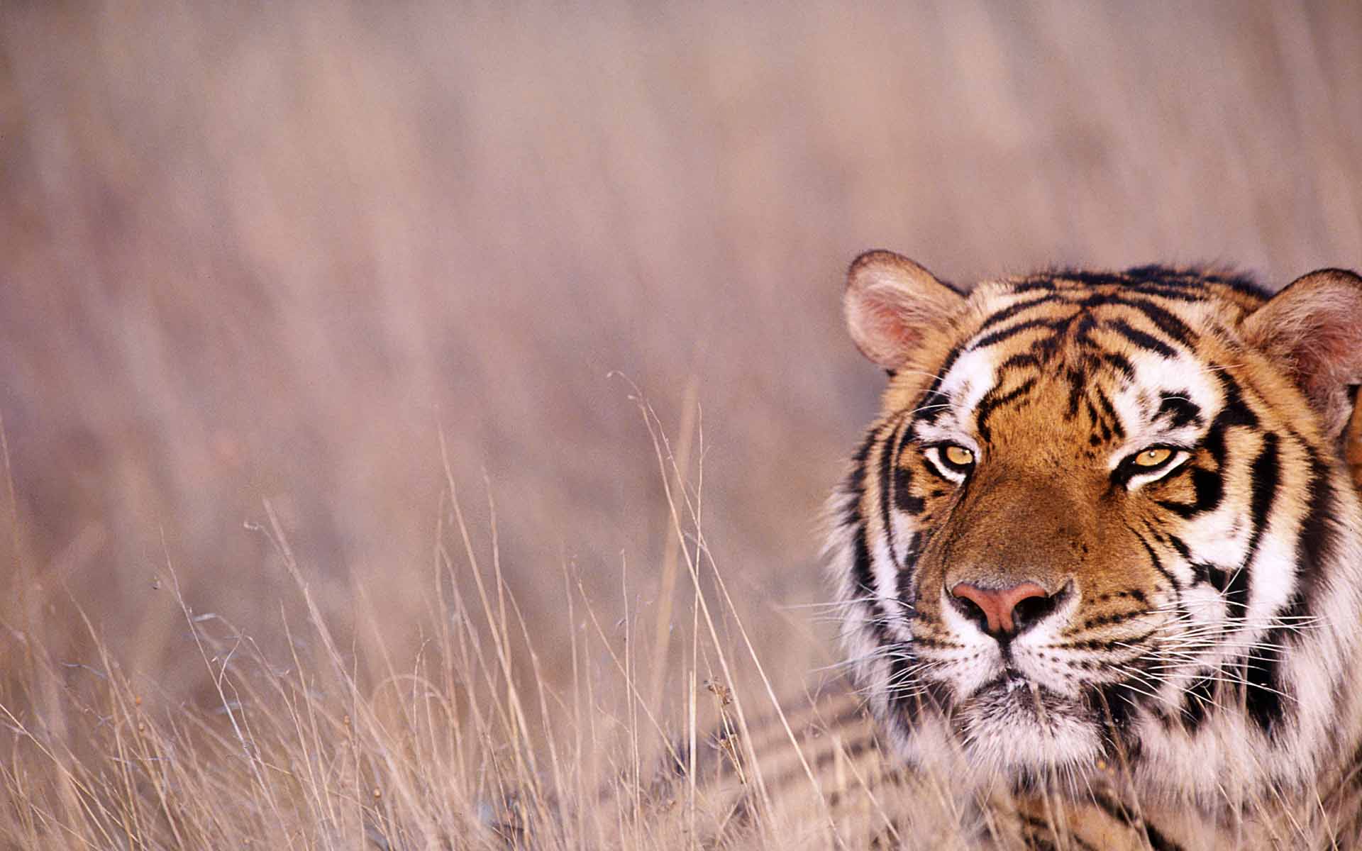 Fond d'ecran Tigre dans la brousse