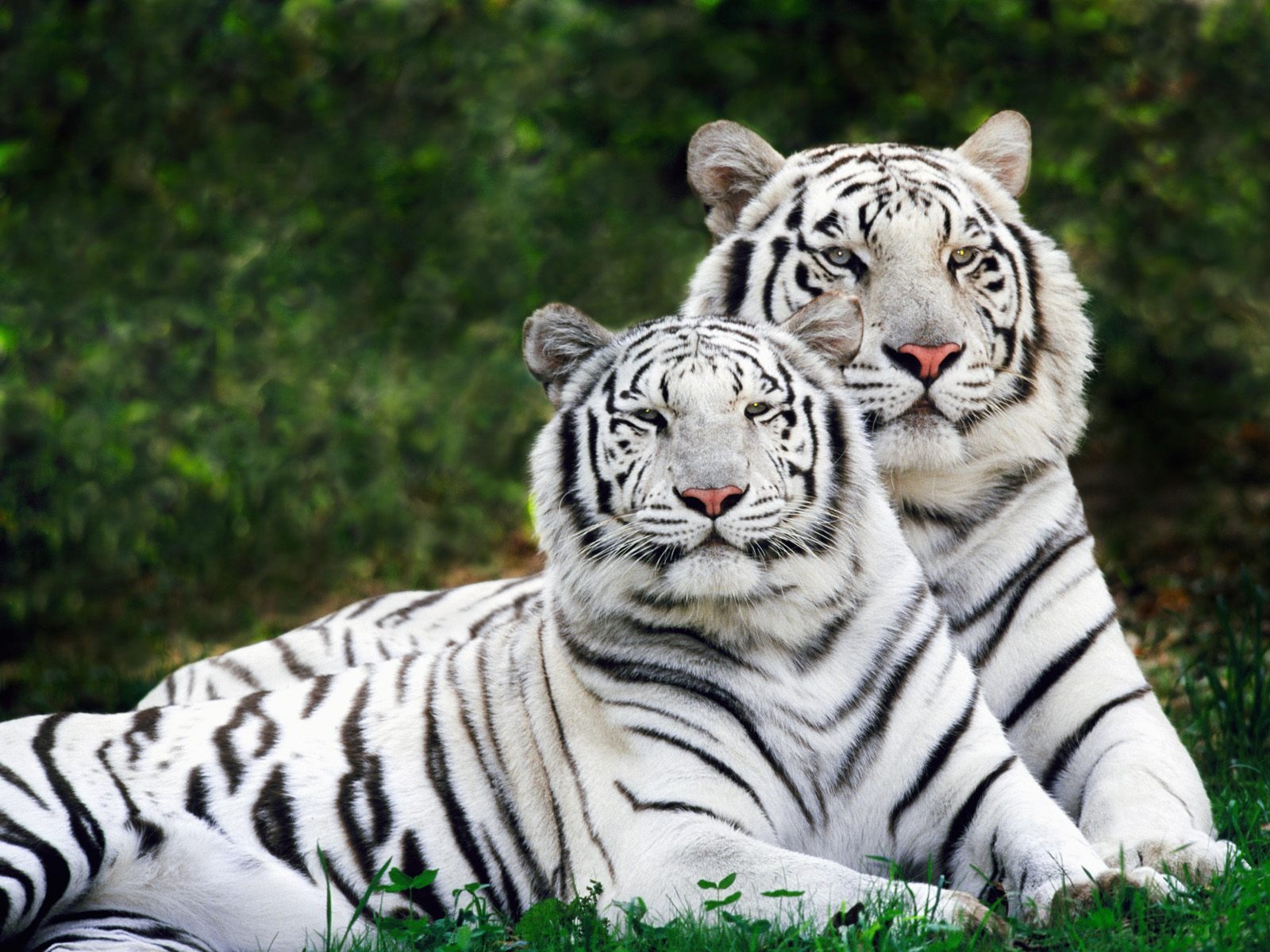 Fond d'ecran Tigres blancs