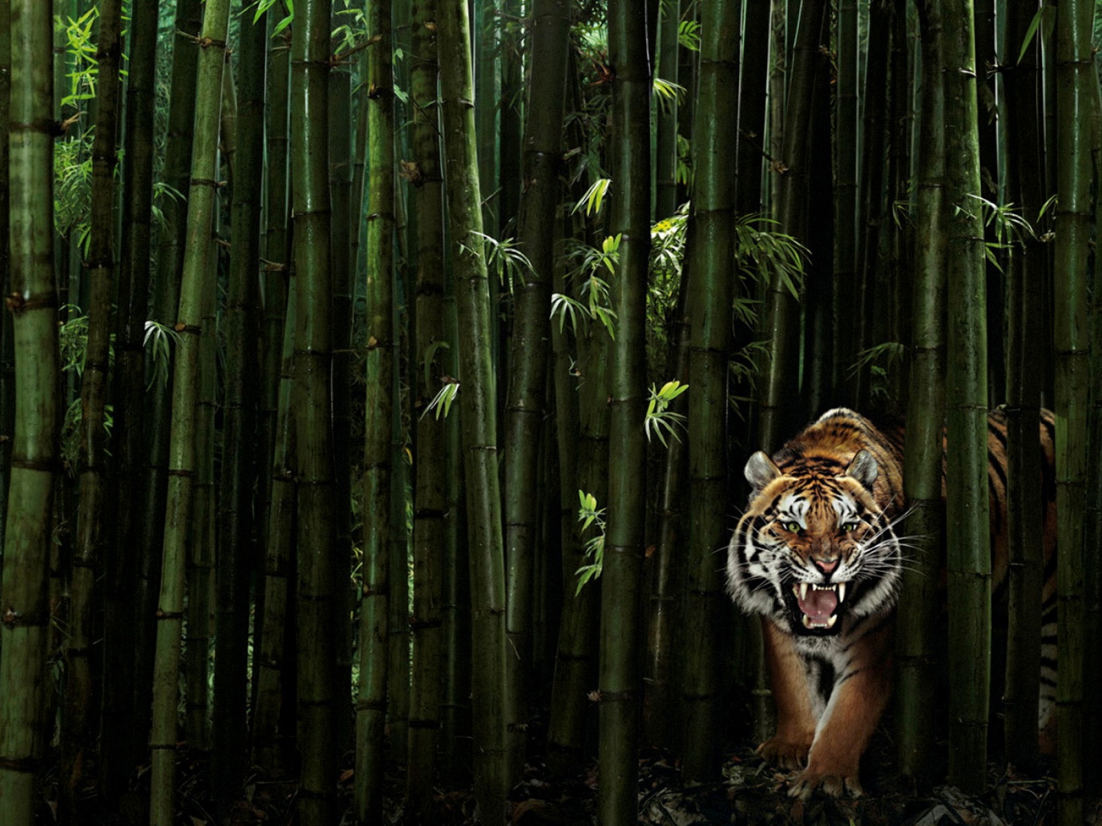 Fond d'ecran Tigre bambous