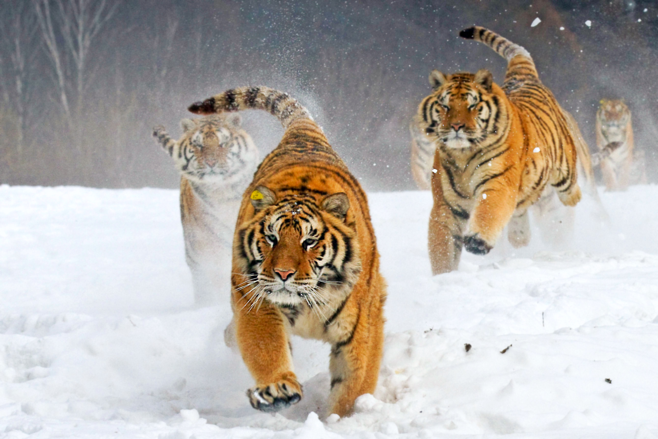 Fond d'ecran Tigres dans la glace