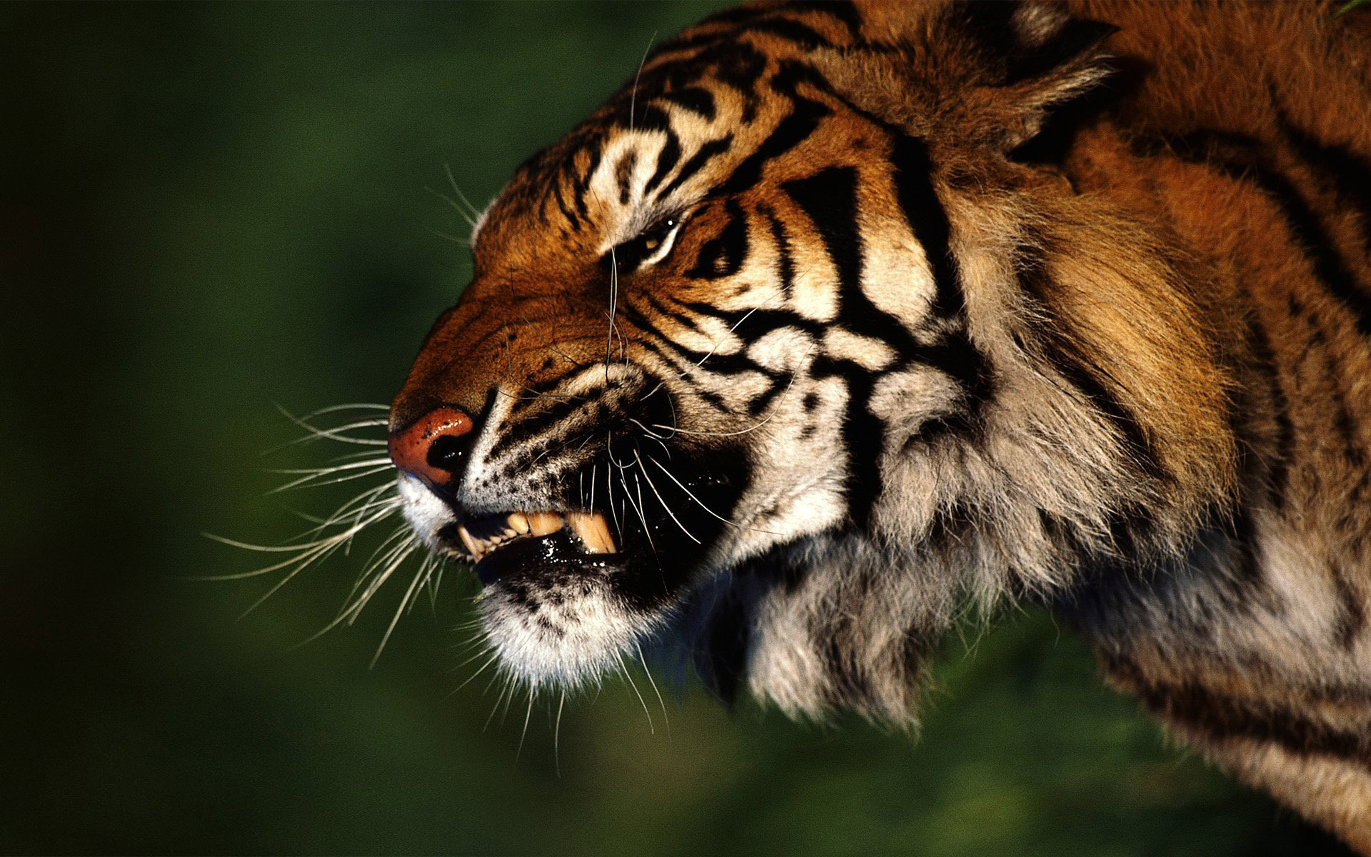 Fond d'ecran Tigre froce