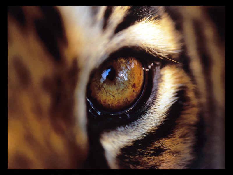 Fond d'ecran Oeil du tigre