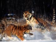 Jeu entre tigres