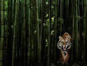 Tigre bambous