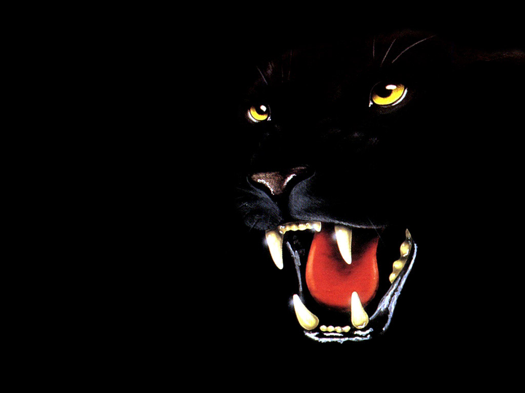 Fond d'ecran Panthere noire