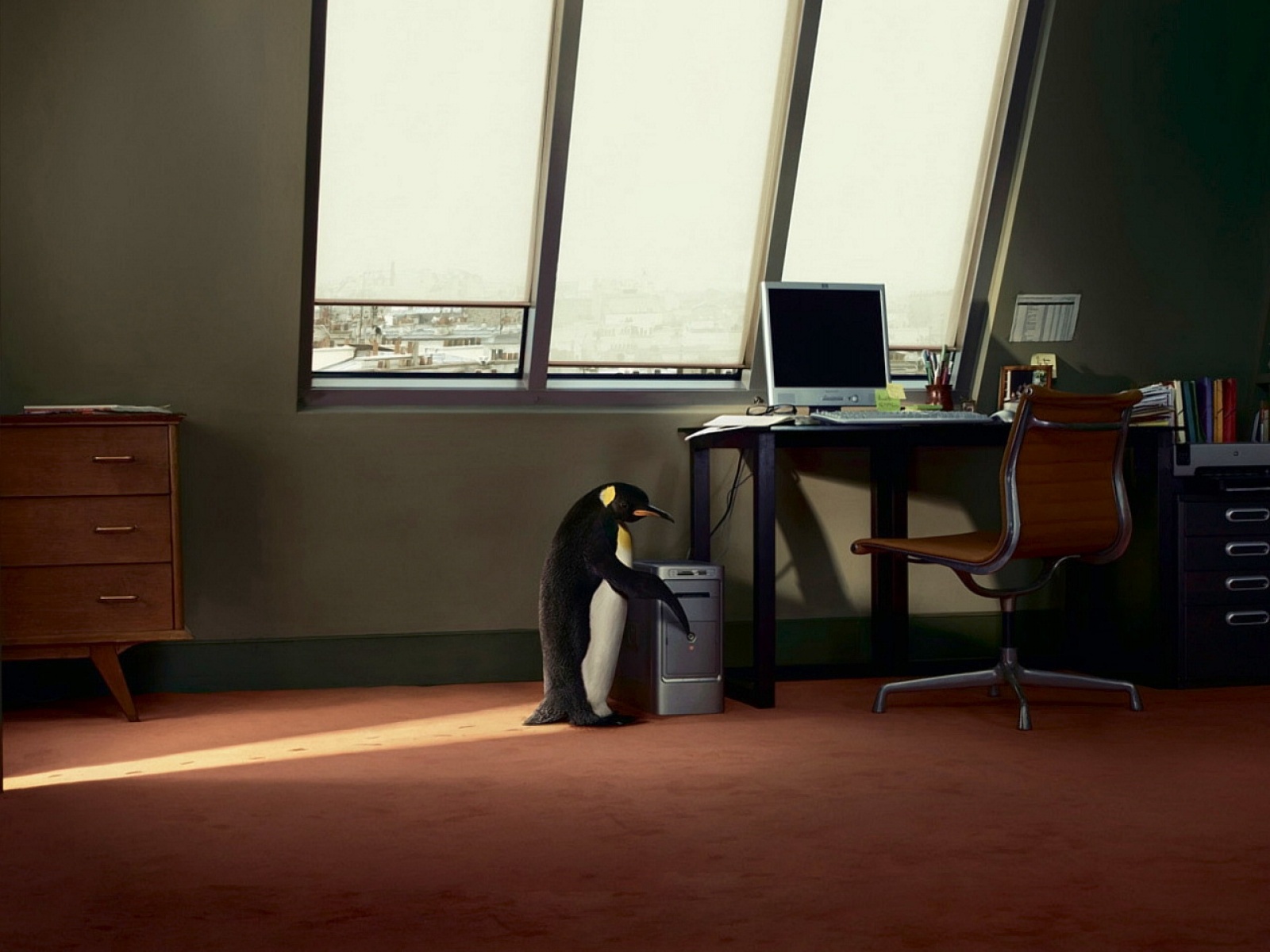 Fond d'ecran Pingouin dans le salon
