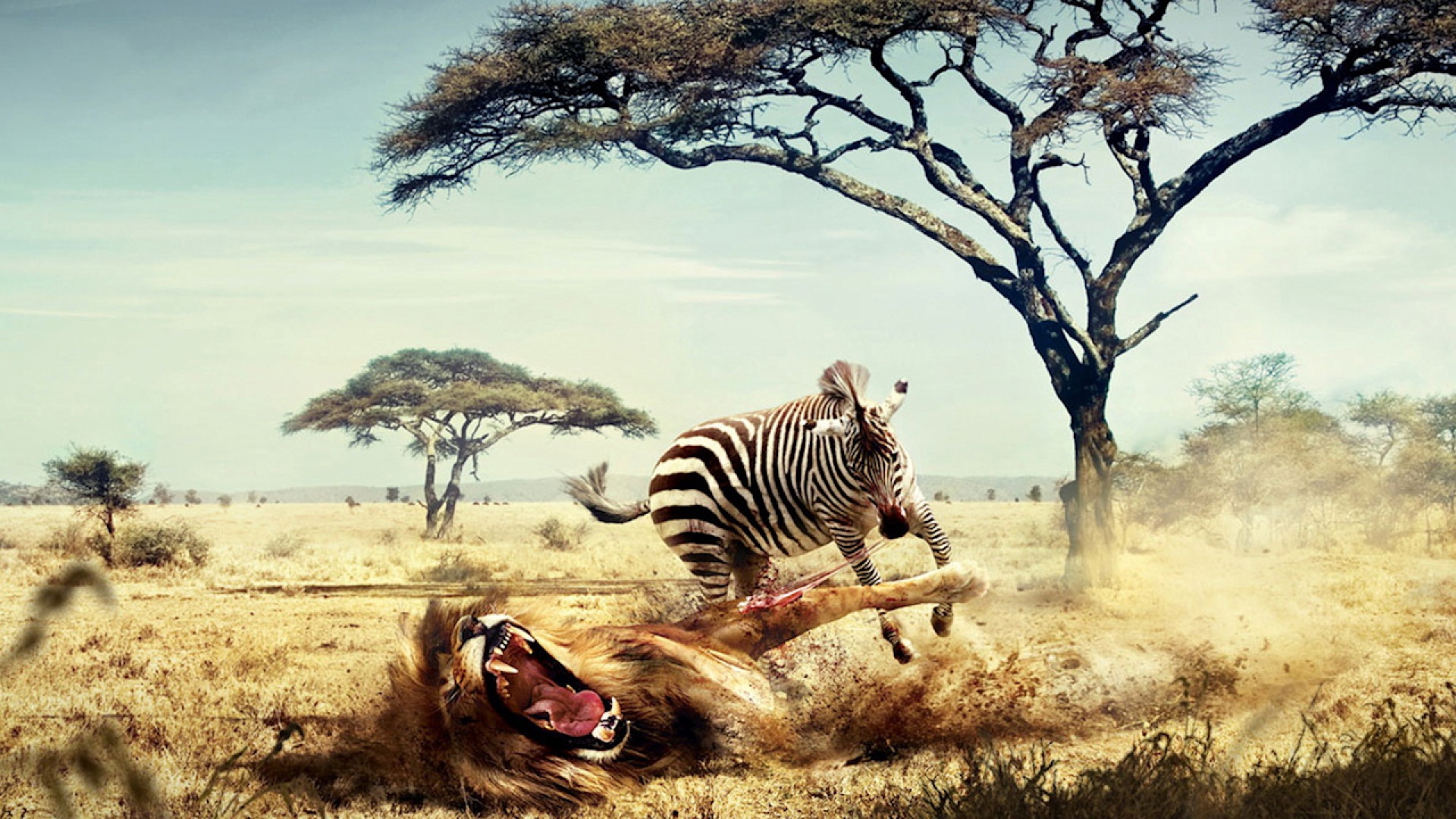 Fond d'ecran Zebre contre Lion