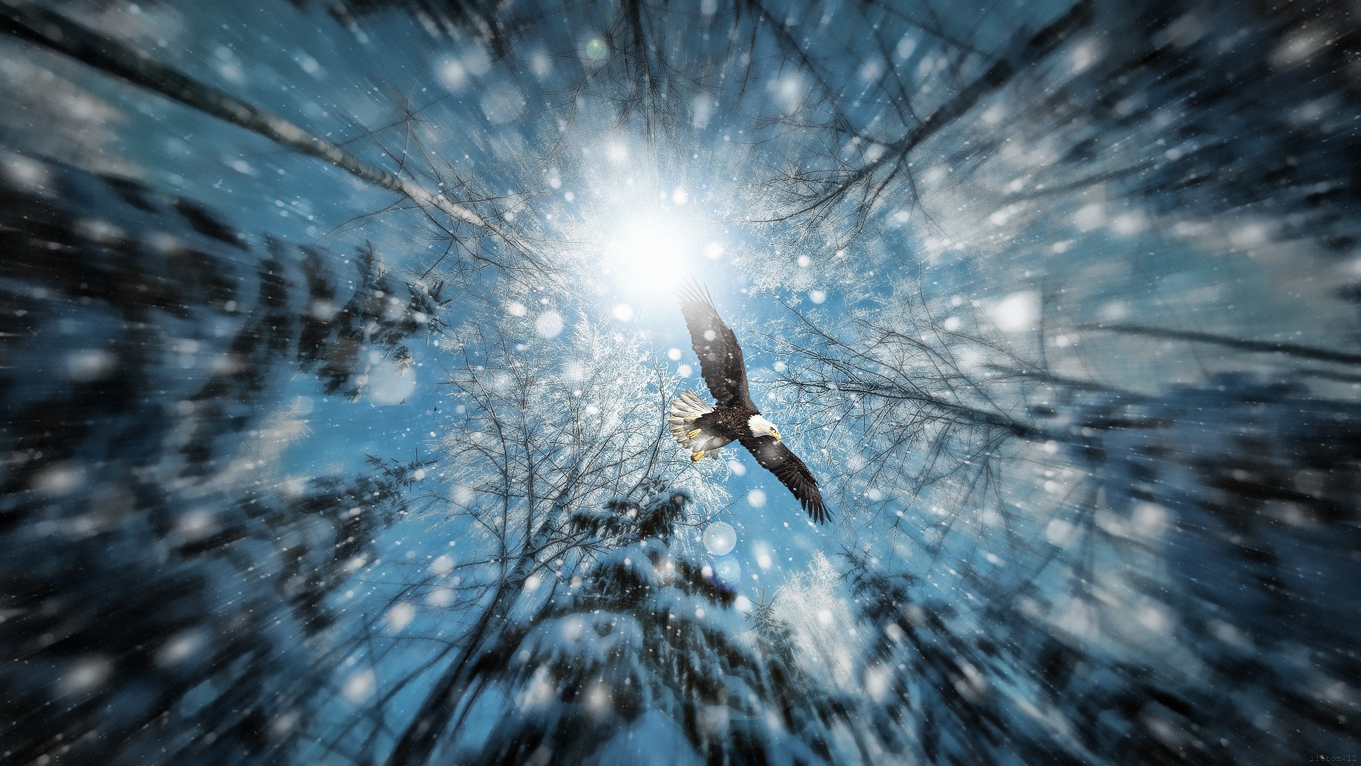 Fond d'ecran Aigle au dessus des bois