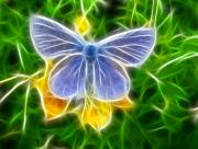 Papillon bleu Dessin