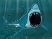 Requin froce