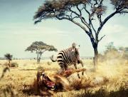 Zebre contre Lion