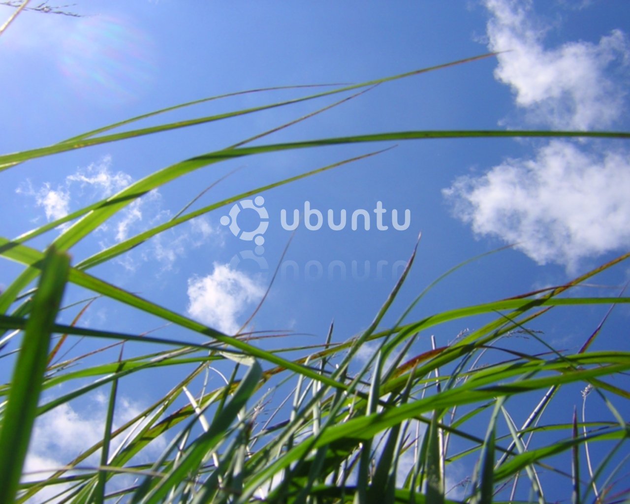 Fond d'ecran Ubuntu dans l'herbe