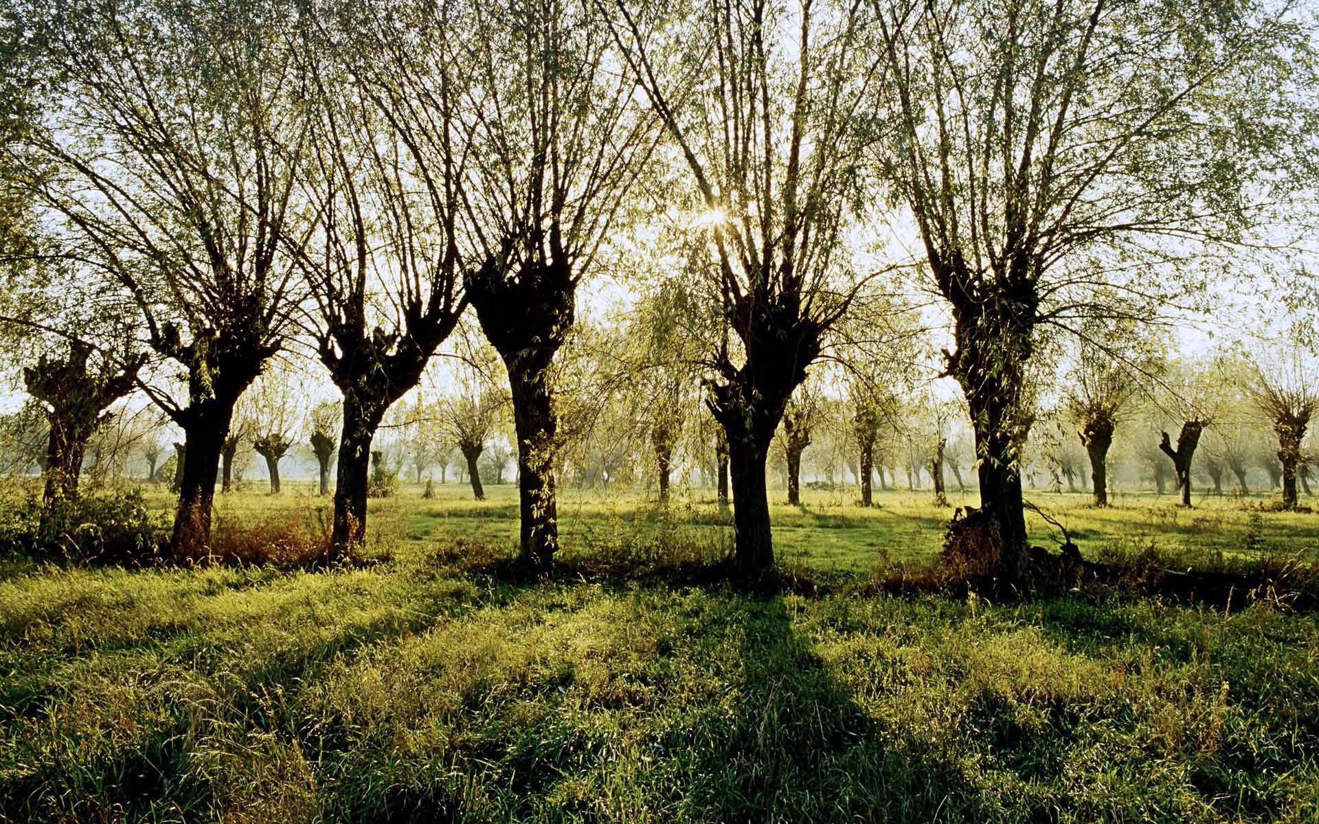 Fond d'ecran Arbres aligns