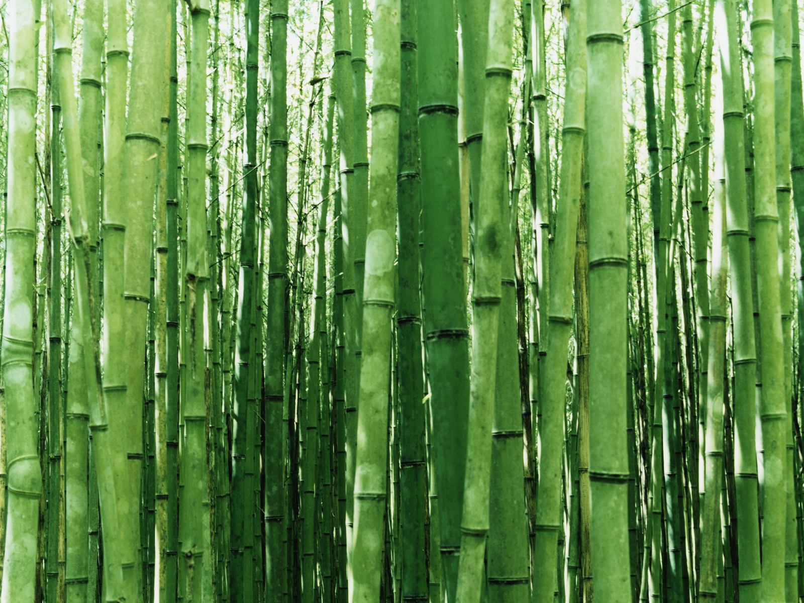 Fond d'ecran Mur de bambous
