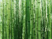 Mur de bambous