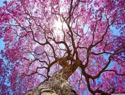 Magnifique arbre