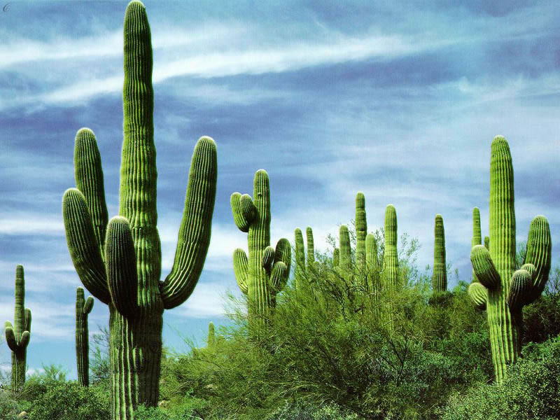 Fond d'ecran Cactus