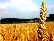 Vaste champ de blé