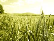 Jeune champ de blé