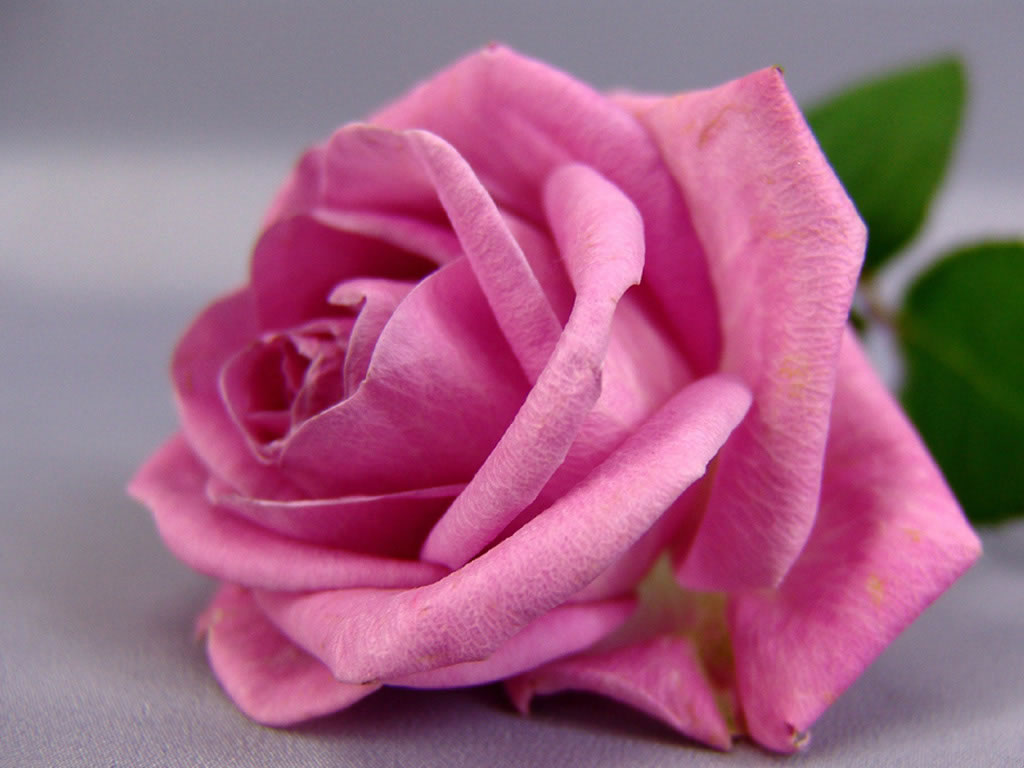 Fond d'ecran Fleurs : Rose