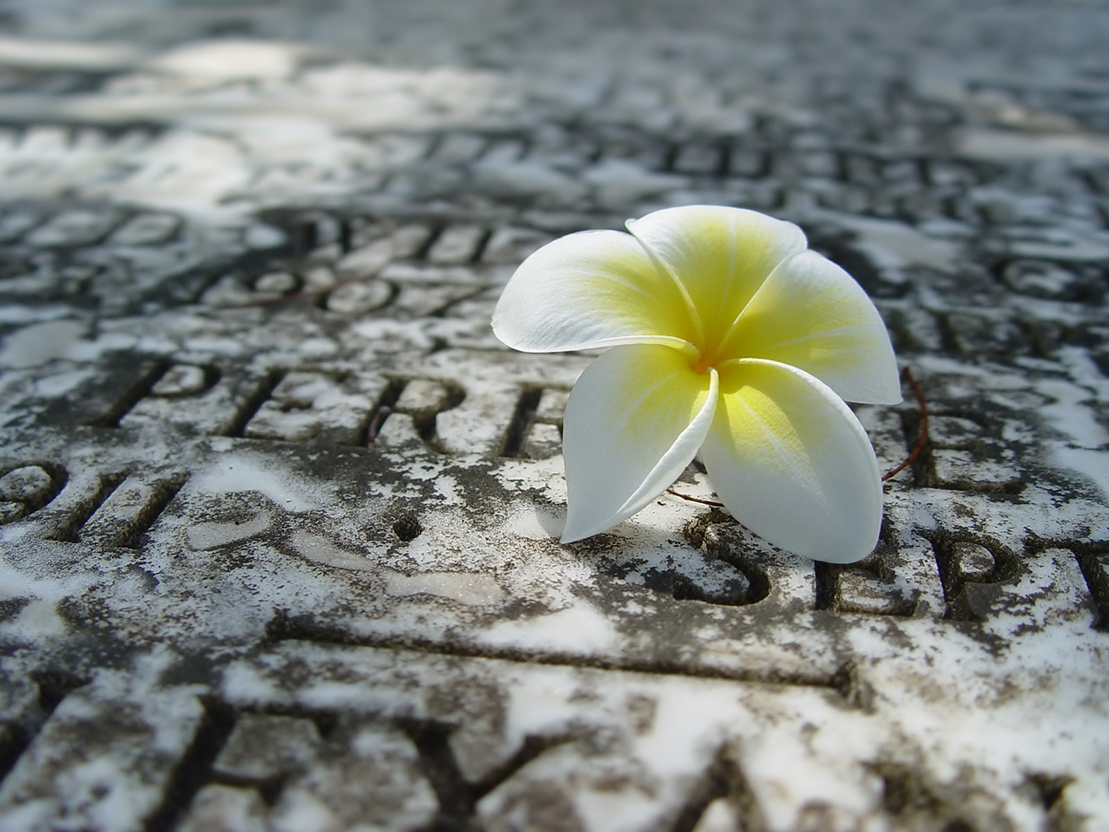 Fond d'ecran Fleur sur pierre
