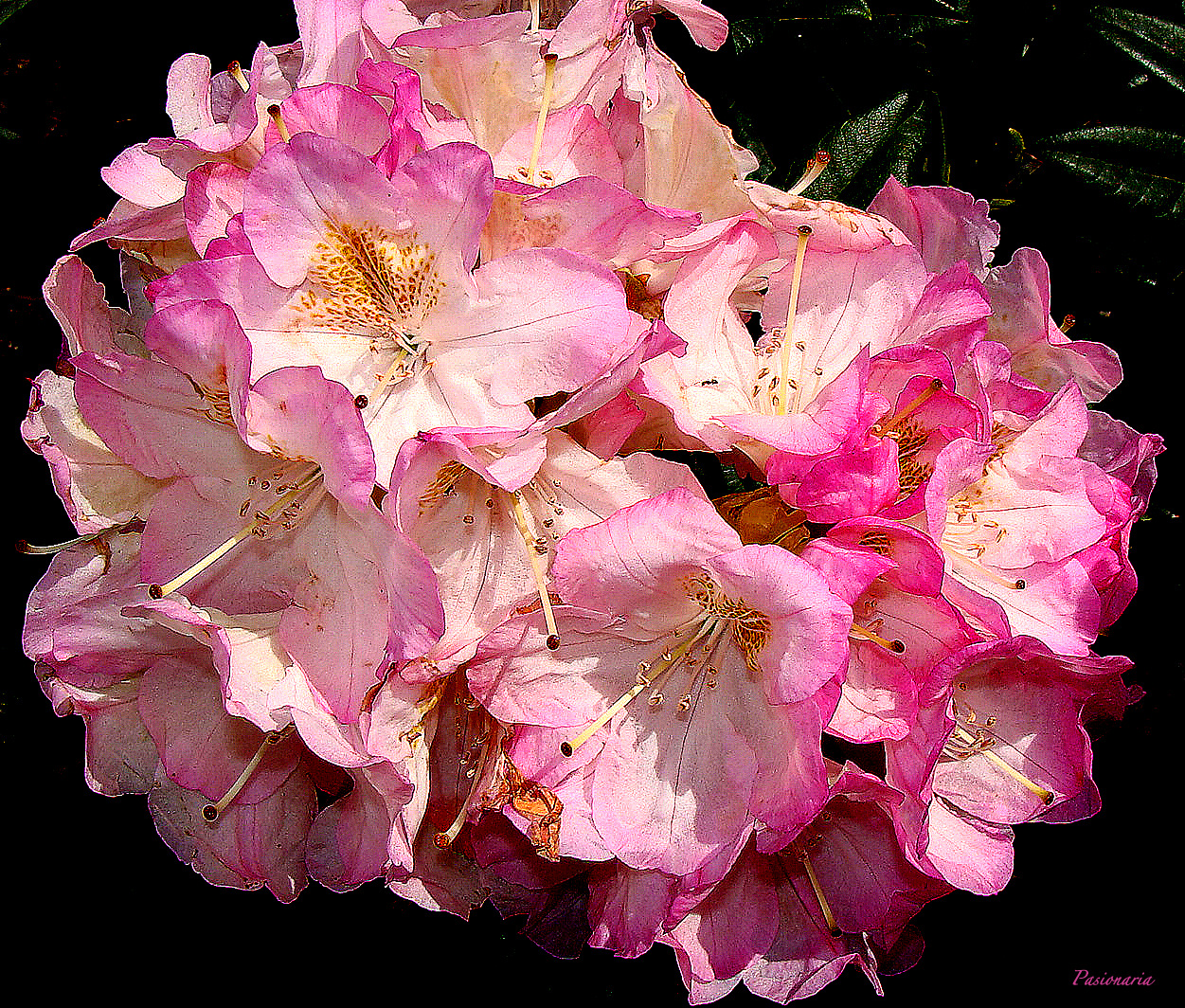 Fond d'ecran Rhododendron